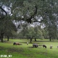 Día de Campo en Buenos Aires