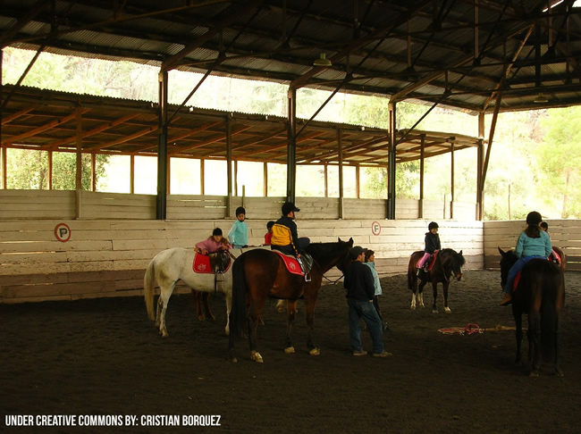 Caballos y animales de Granja